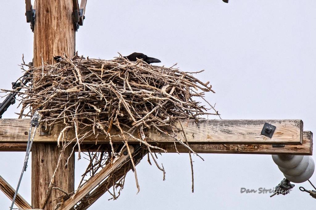 Common Raven On Nest by Dan Streiffert is licensed under CC BY-NC 2.0